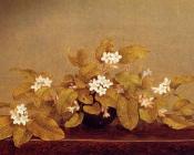 Trailing Arbutis - 马丁·约翰逊·赫德